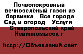 Почвопокровный, вечнозелёный газон из барвинка - Все города Сад и огород » Услуги   . Ставропольский край,Невинномысск г.